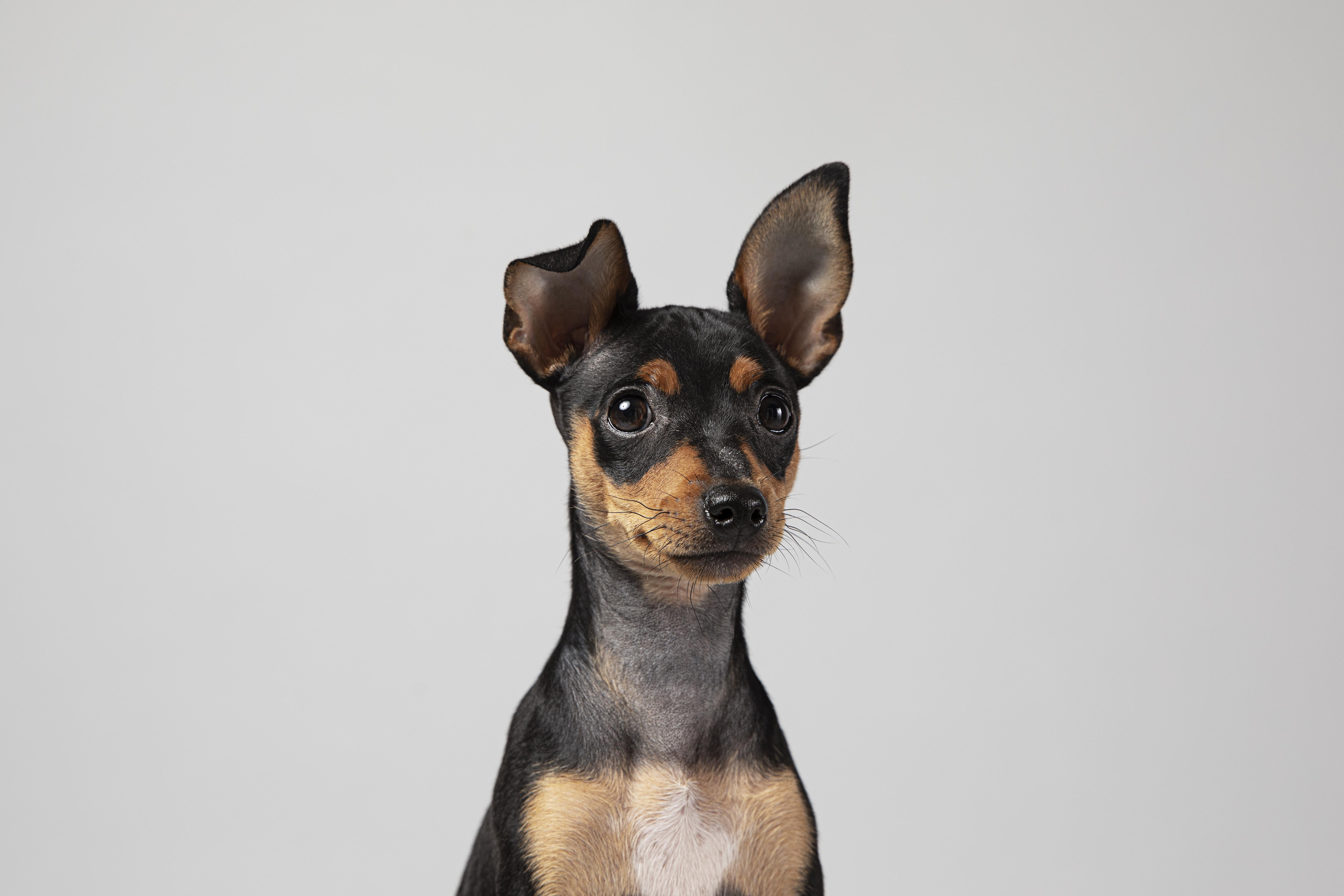 small-dog-being-adorable-portrait-studio